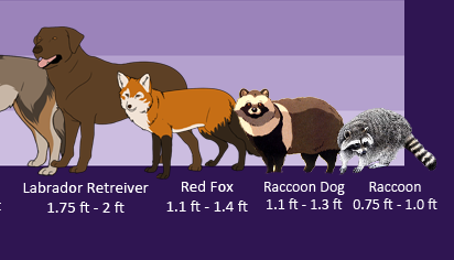 Animal Size Comparison Chart by EcchiTanuki