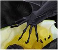 Bat Claw by shortyantics27