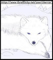 Arctic Fox, Practice Sketch