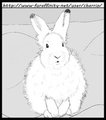 Arctic Hare, Practice Sketch