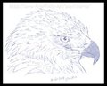 Avian Practice, Eagle 01