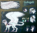 Indo Feral Ref Sheet by Indogali