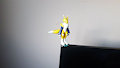 My Renamon figure on the corner of my t.v. by SashaOtter