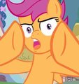 Scootaloo Can't Believe Your Shit by Will