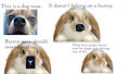 Bunny nose PSA