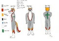 Christian Wolf Ref Sheet by ChristianWolf