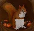 Pine Squirrel by skeeter