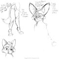(2011) Bat-Eared Fox Sketches by Tremaine