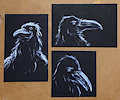 Three Crows by Tym