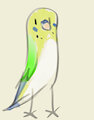 Excited Budgie by Saucy
