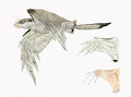 Speculative Evolution: Feathered Mammal