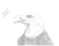 Pencil Eagle by Raust