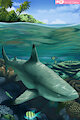 Black Tip Reef Shark by Nakoo