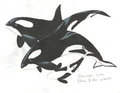 Orcinus orca by Adleisio