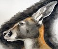 Aquarelle roo by Aquilion