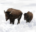 bison and son  by anir