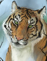 Animal Portrait - Tiger