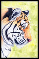 Tiger Portrait by korrok