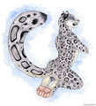 Snow Leopard by korrok