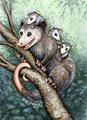 Pathfinders Totem Card - Opossums by XianJaguar