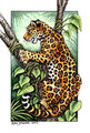 Wild Cats of the World Card Deck - Jaguar by XianJaguar
