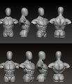 more anatomy study by KingOfAcesX