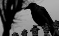 Crow WIP by gatomontes2